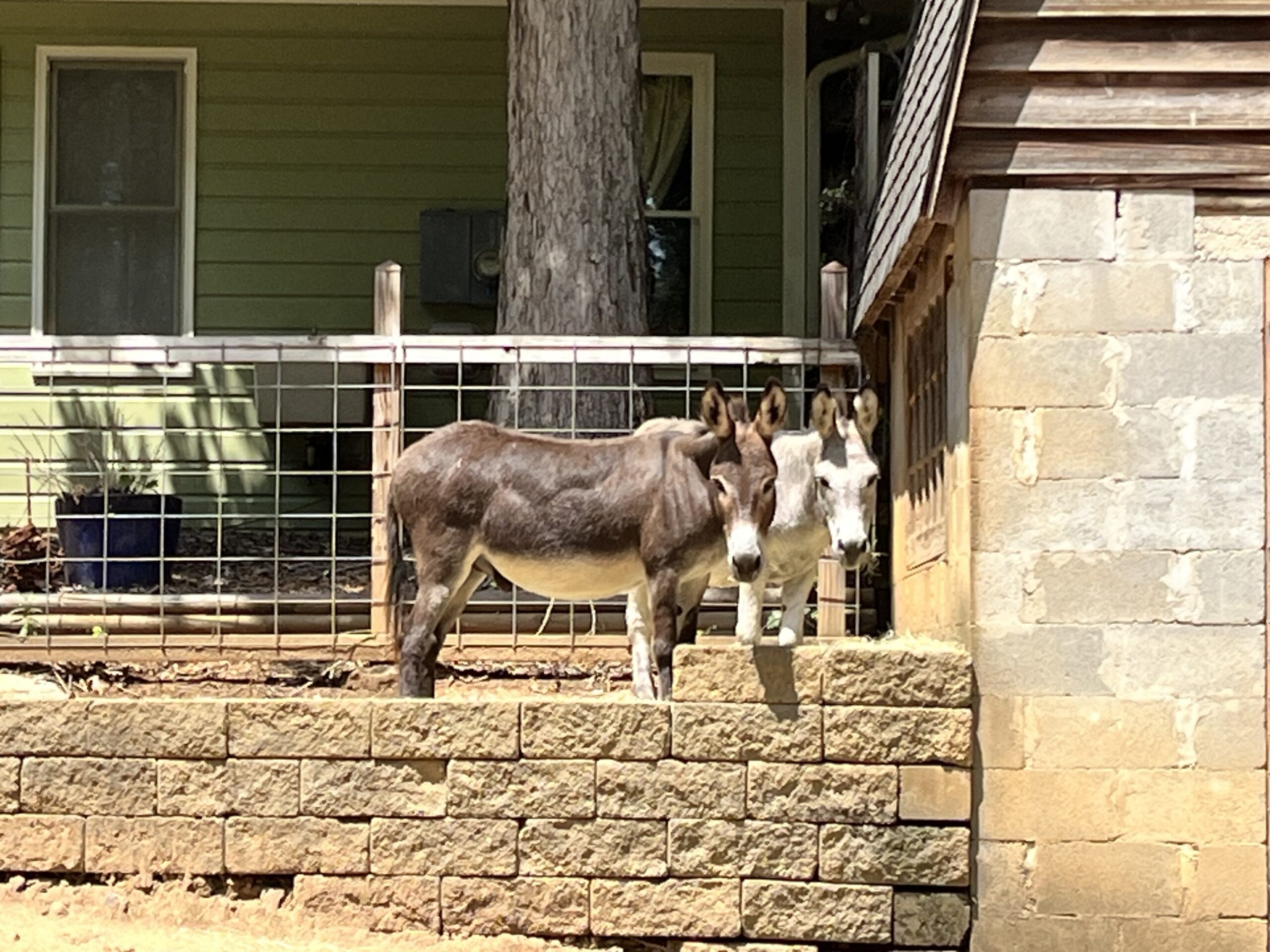 two donkeys at a montessori school