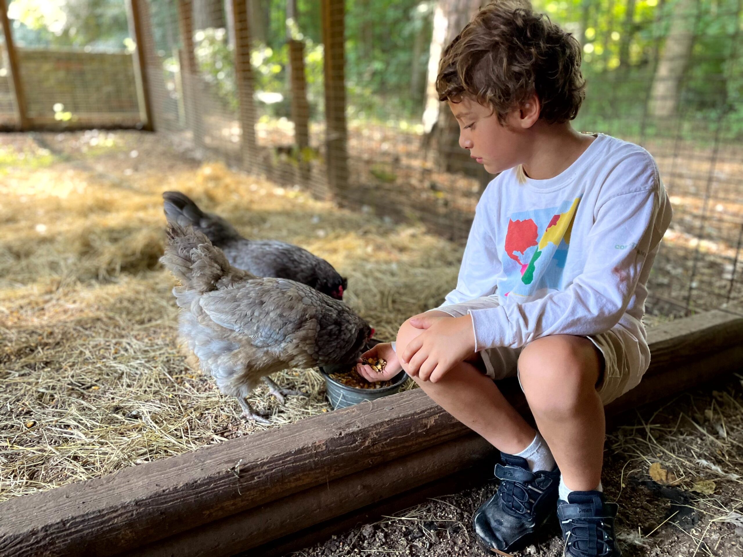 Montessori boy feeding chicken