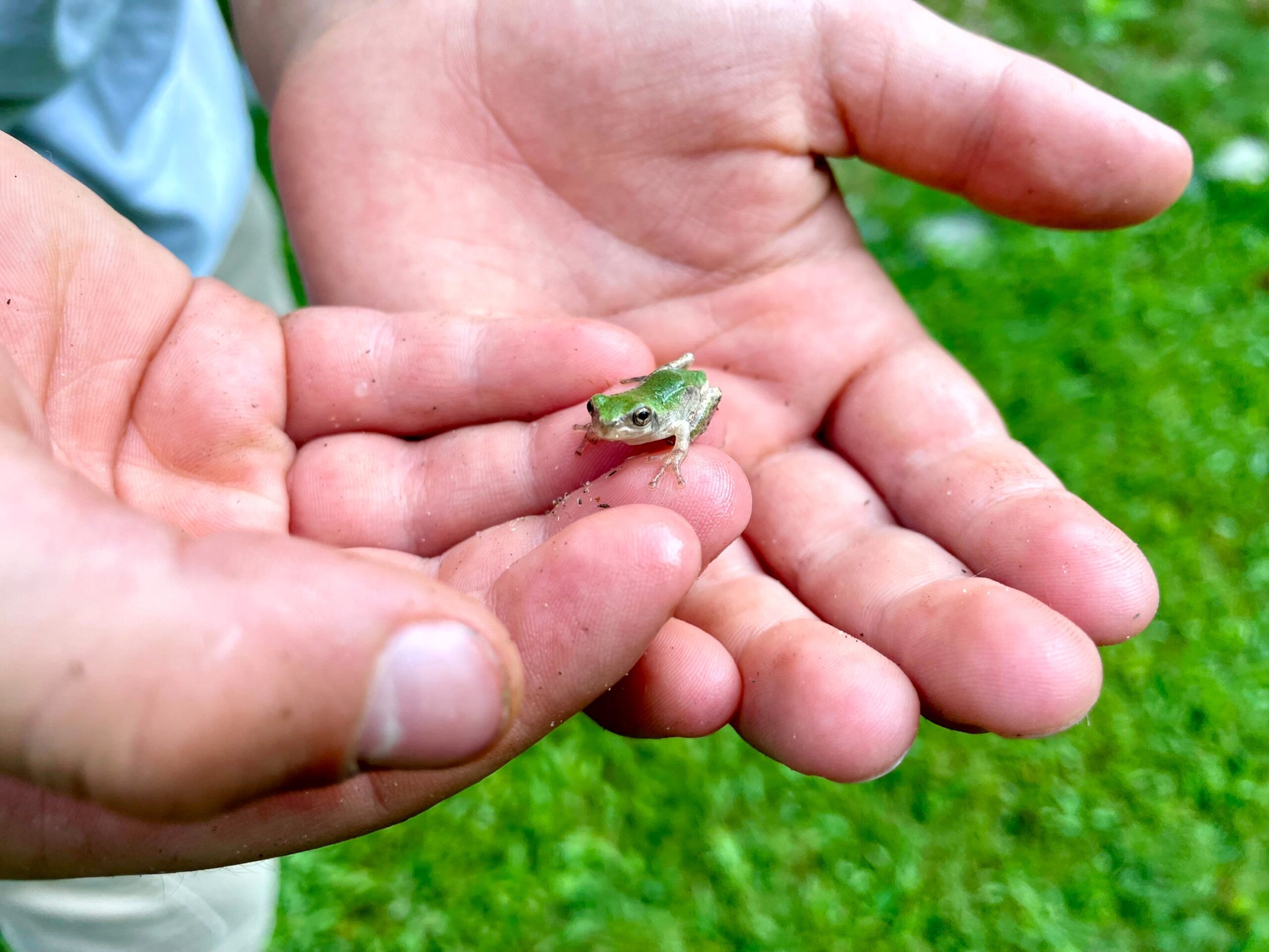 Montessori child holds frog learns about nature